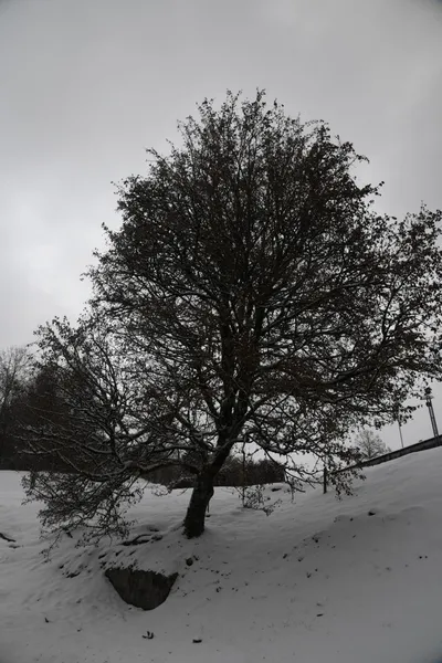 DSC_7072 (Large).JPG